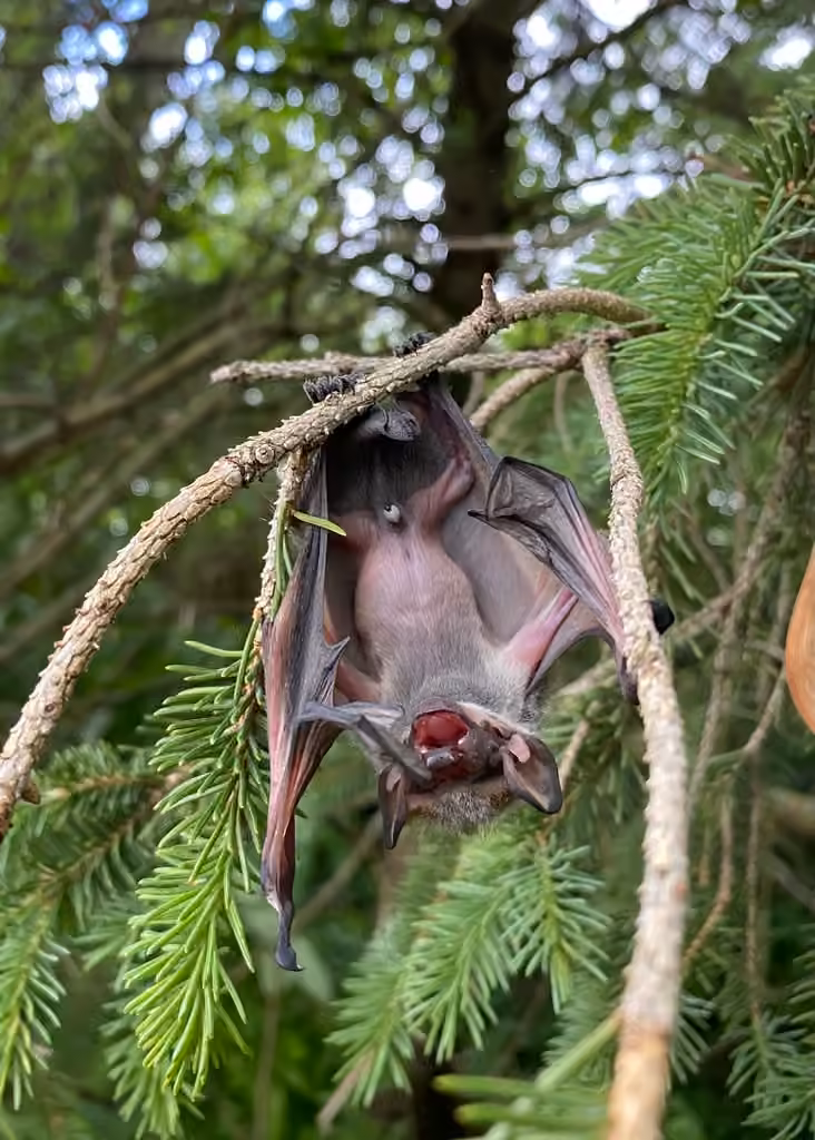 Chauve-souris cendrée, Juvénile
