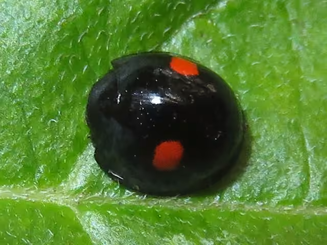 Coccinelle stigma, Adulte