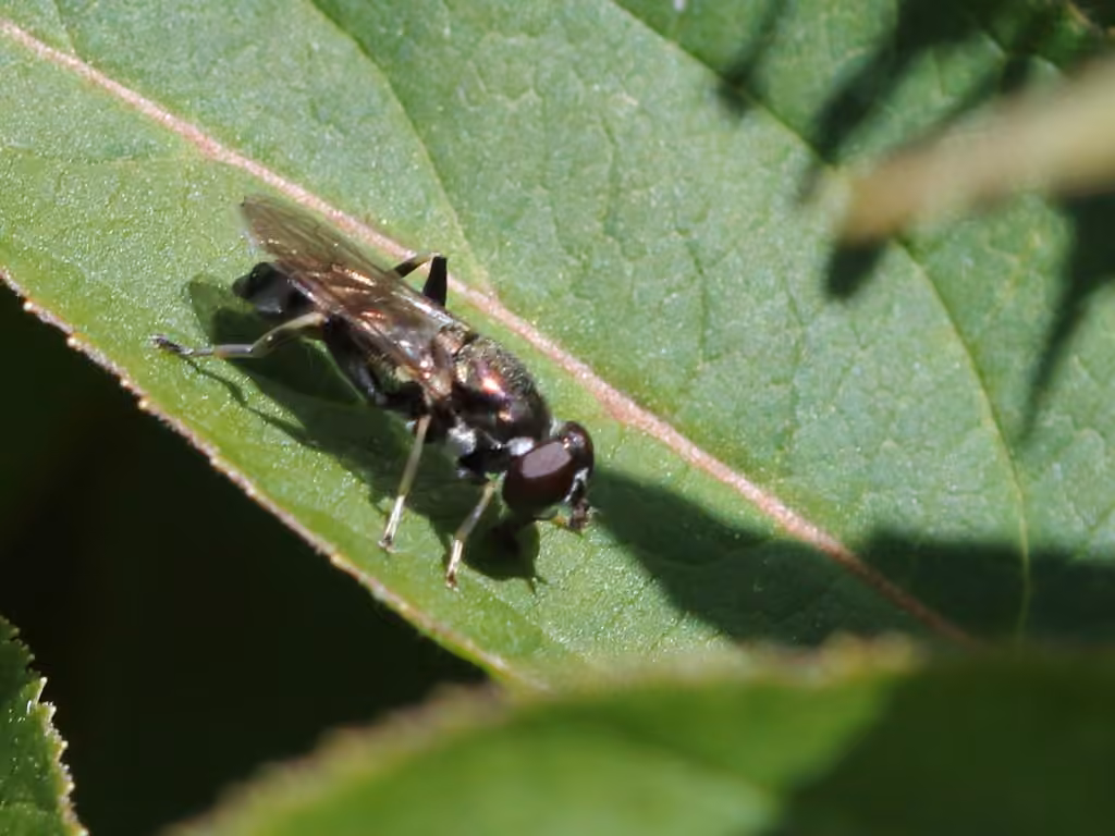Syrphe à quatre taches
