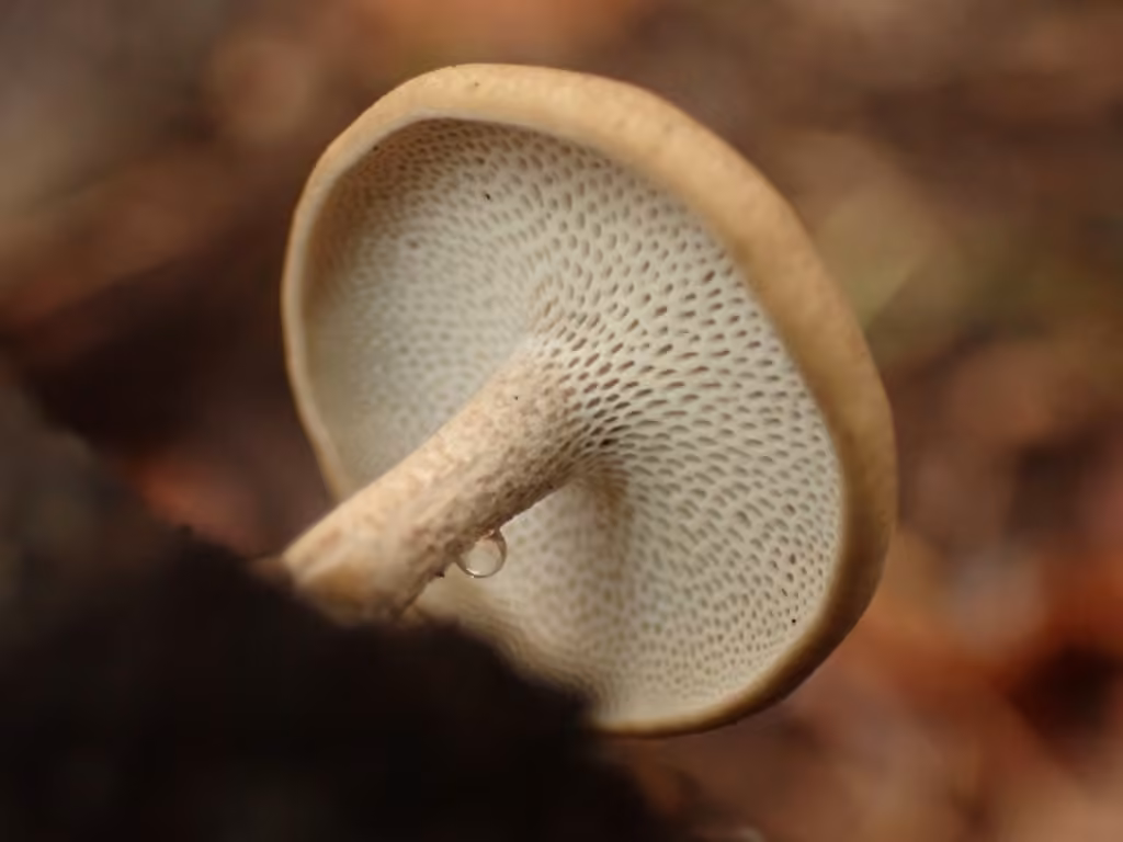 Polypore d'hiver