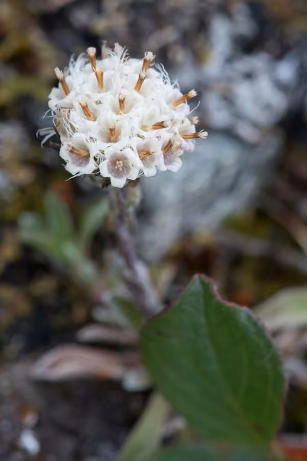 Antennaire à un capitule, En fleurs