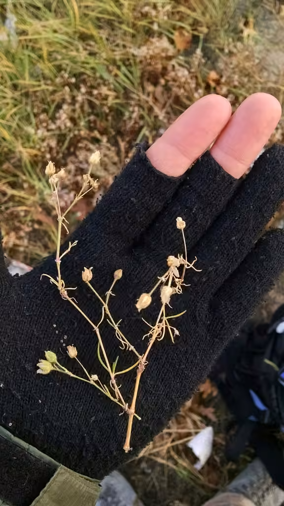 Greater sea-spurrey, In fruit
