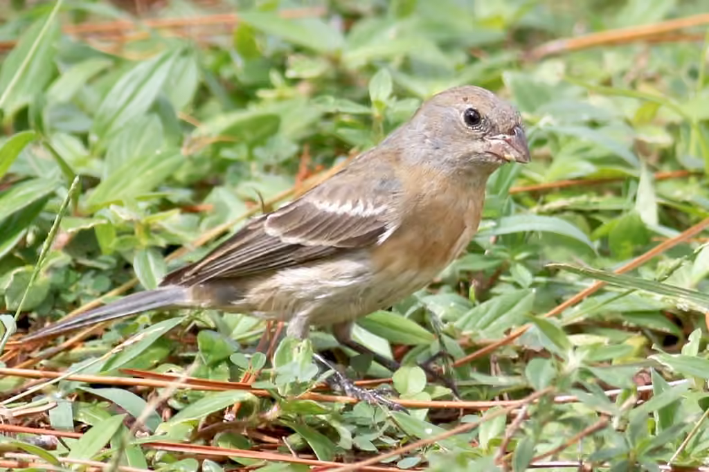 Passerin azuré, photo 1 sur 5