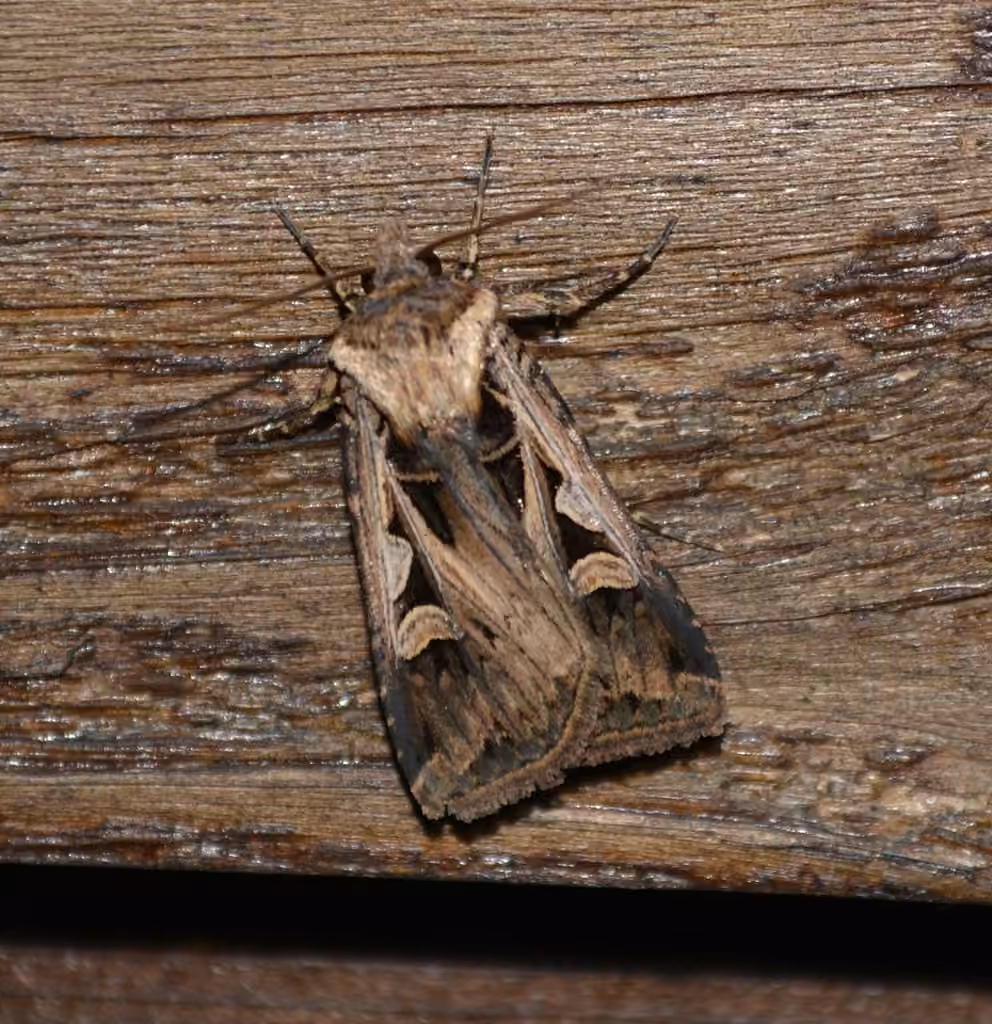 Subgothic Dart