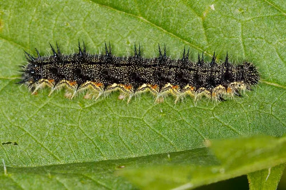 Milbert's Tortoiseshell, Caterpillar