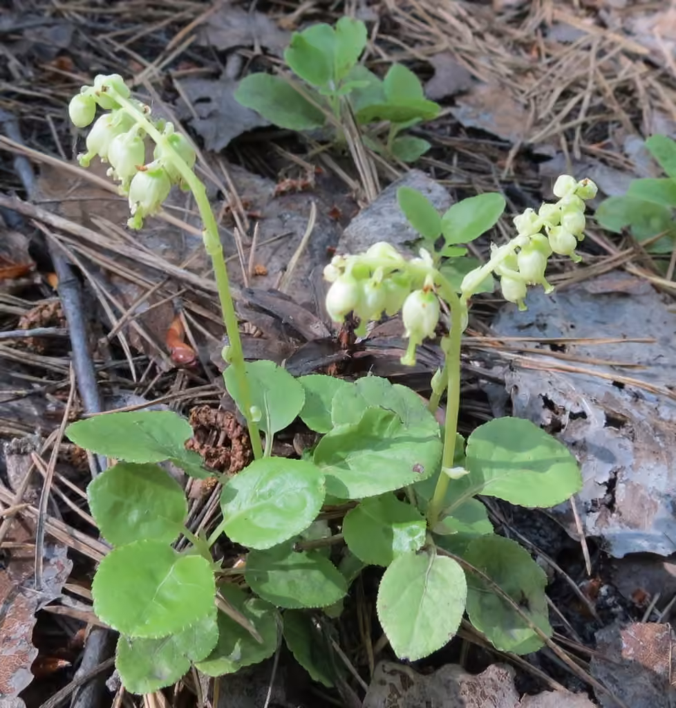 Pyrole unilatérale, En fleurs