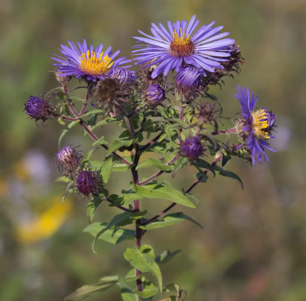Aster de Nouvelle-Angleterre, En boutons