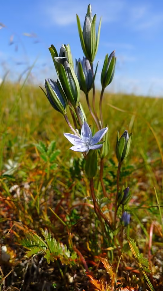 Lomatogone rotacé
