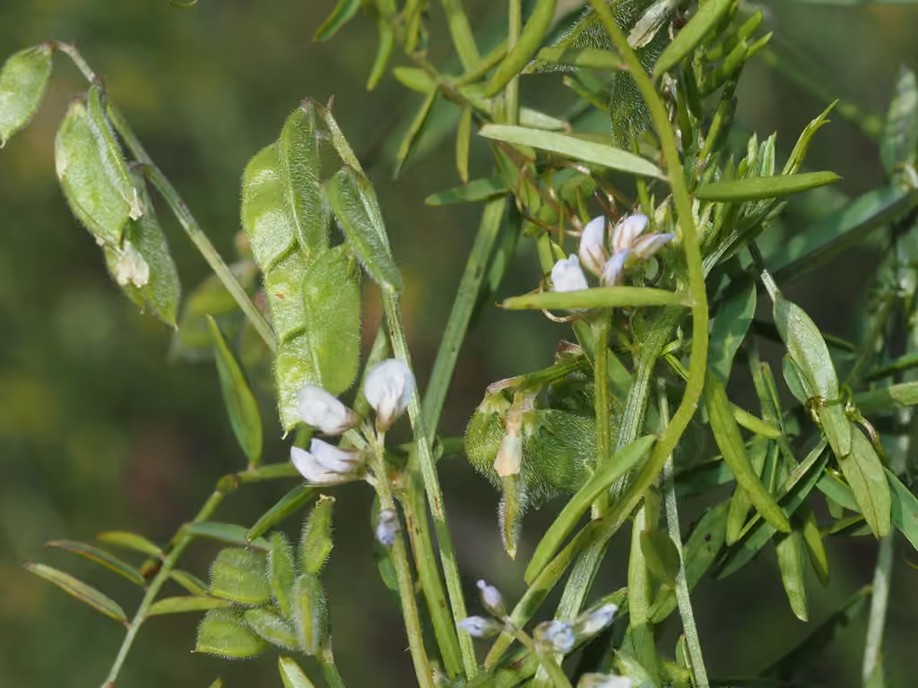 Tiny vetch, In flower