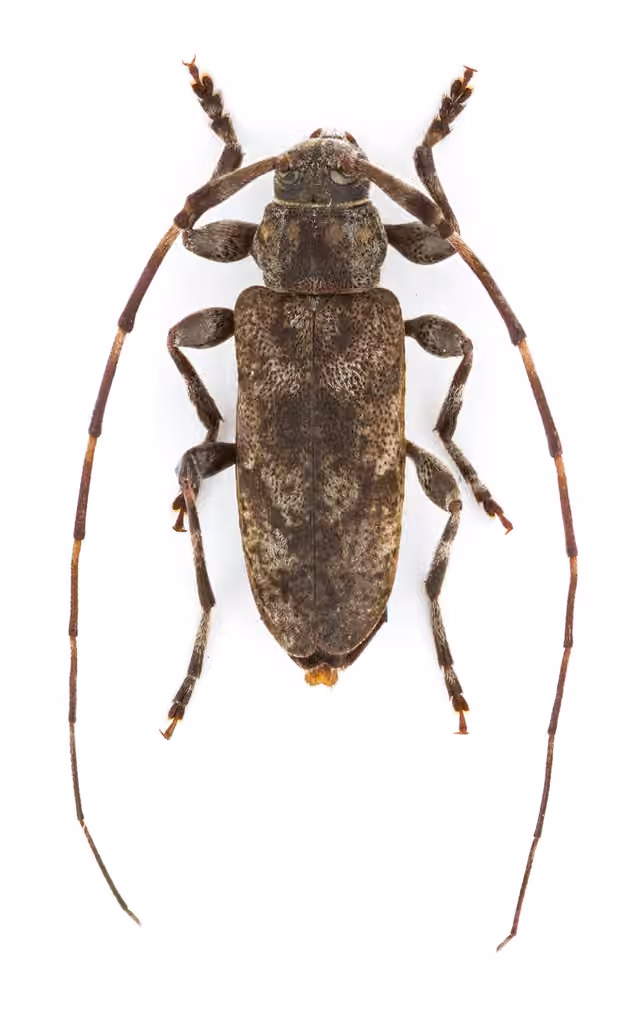 Little Flatface Longhorn Beetle, Male