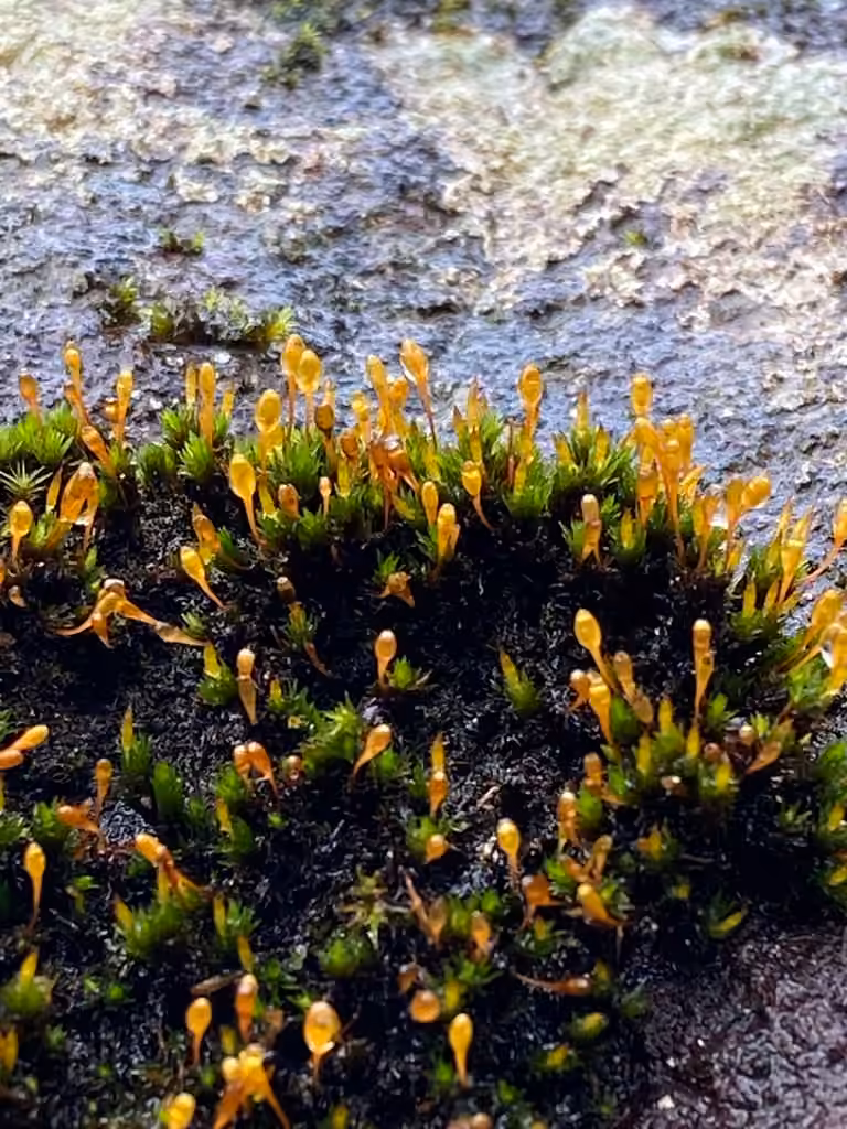Hutchins' ulota moss, photo 3 of 5