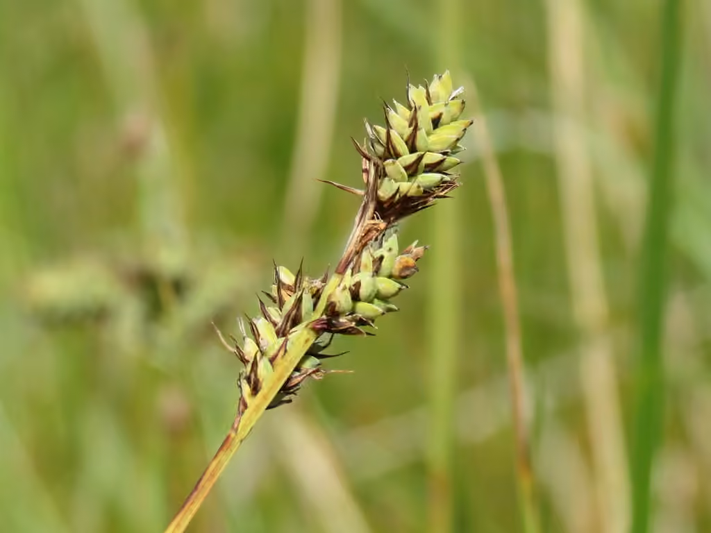 Carex de Buxbaum, photo 1 sur 5