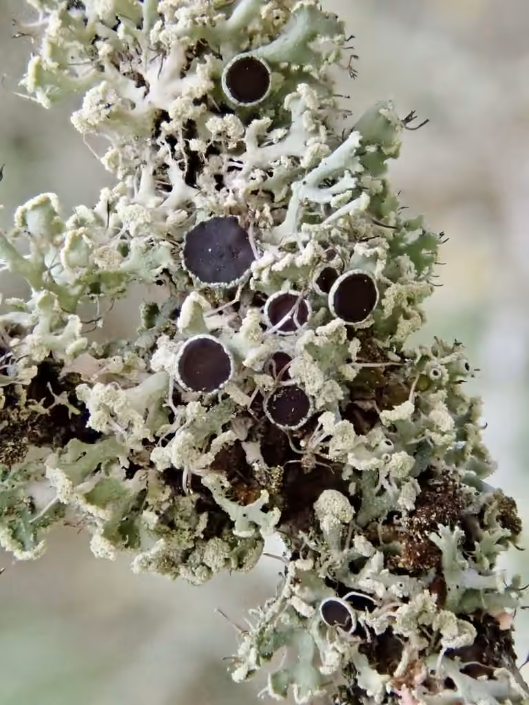 Physcie ténue, photo 2 sur 5
