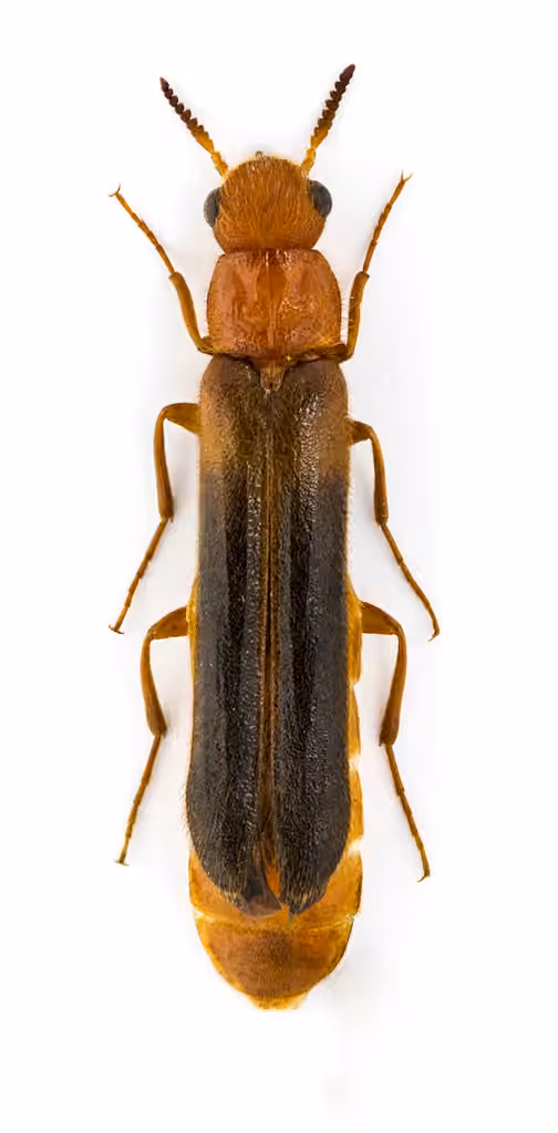 Lyméxylon lugubre