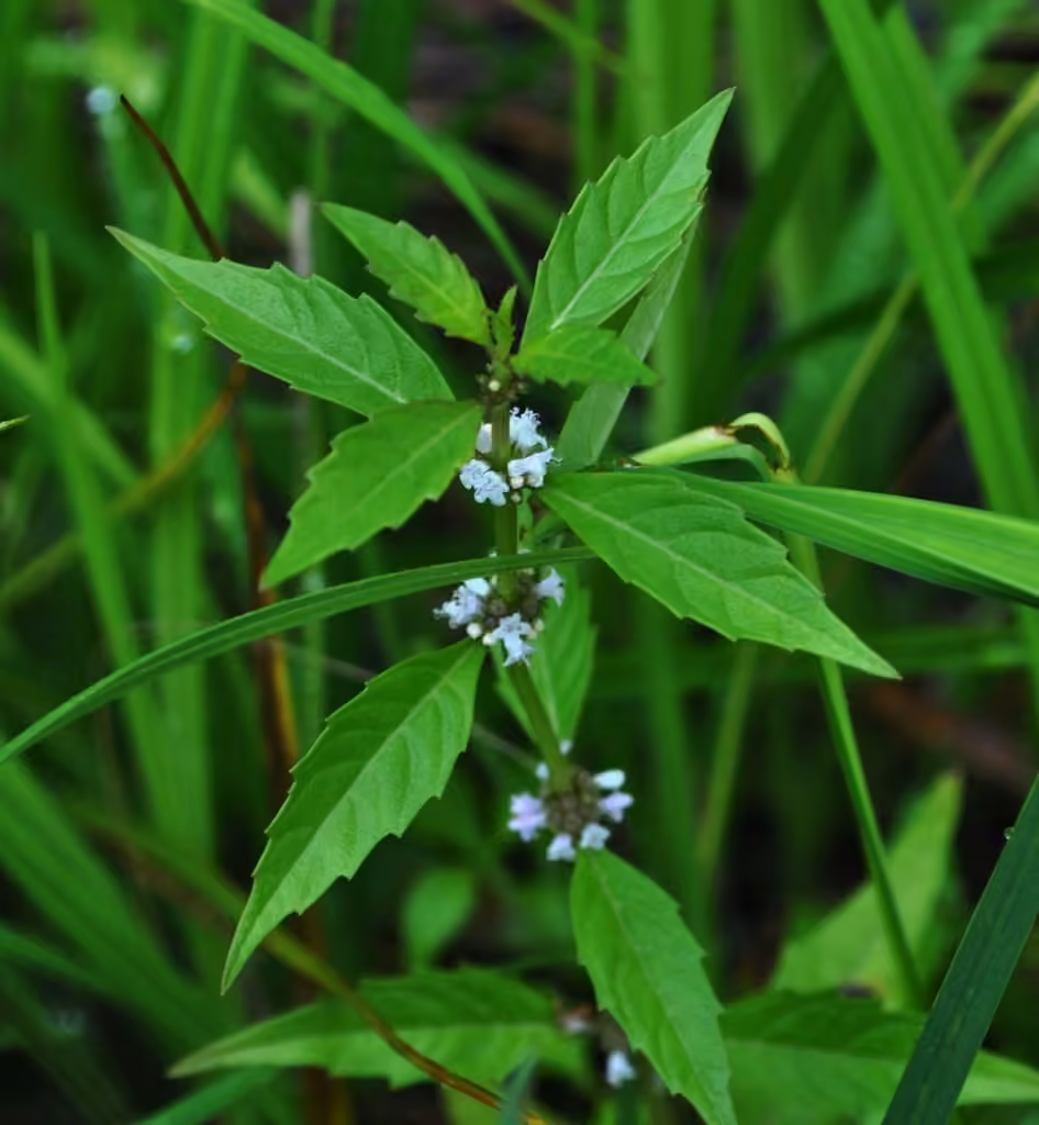 Lycope à une fleur