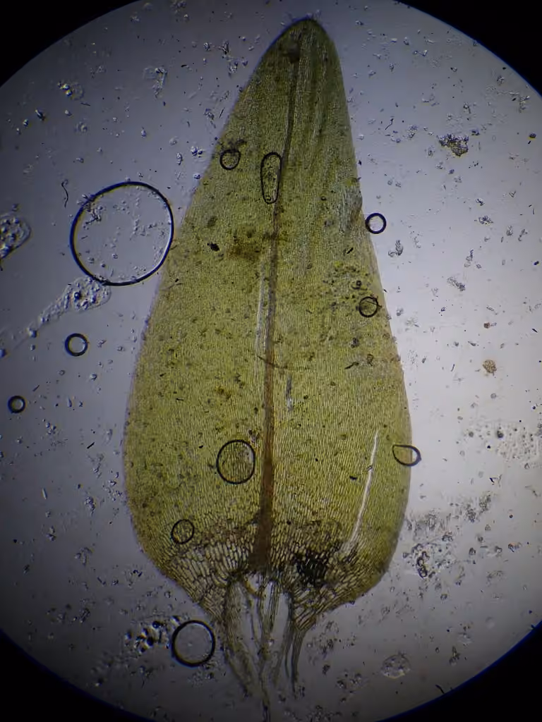 Heart-leaved Spear-moss, photo 2 of 5