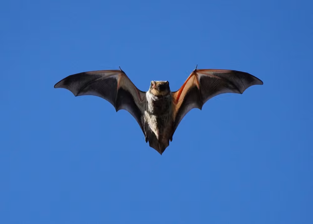 Chauve-souris cendrée