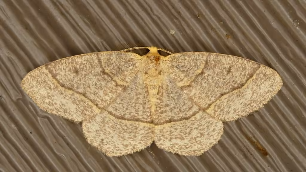 Curved-lined Looper Moth, Adulte