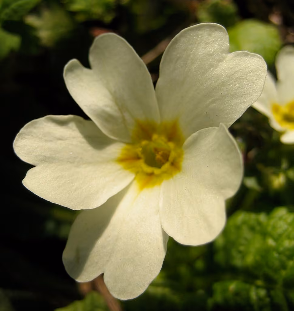 English primrose, photo 1 of 5