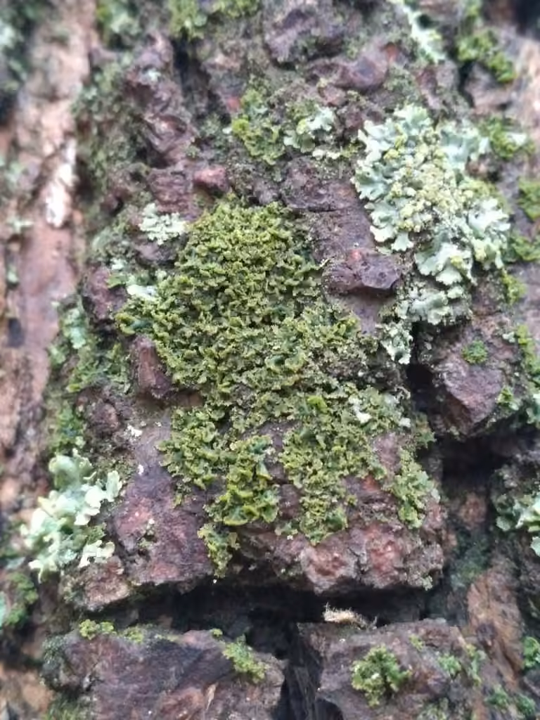 Sandy Oysters, photo 3 of 5