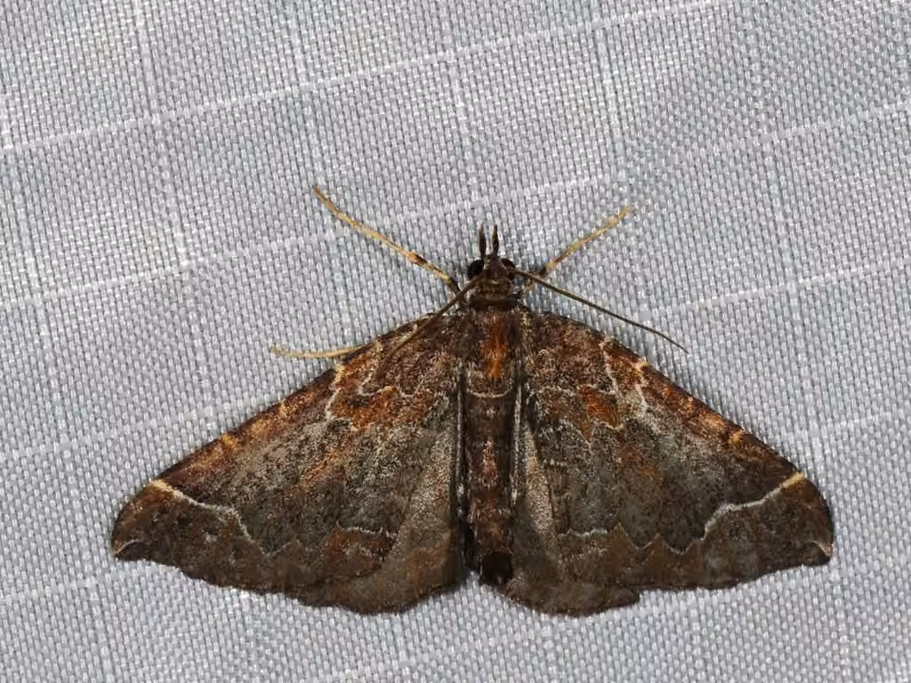 Eulithis flavibrunneata, Adulte