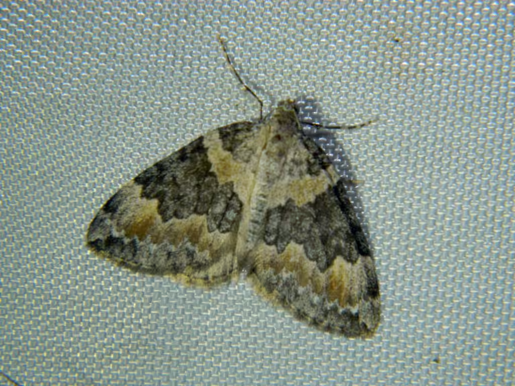 Dysstroma brunneata, Adult