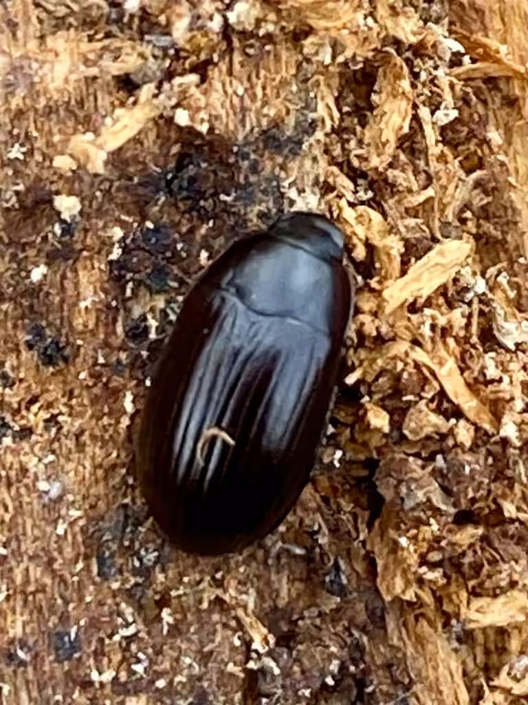 Philadelphia Darkling Beetle, photo 2 of 5