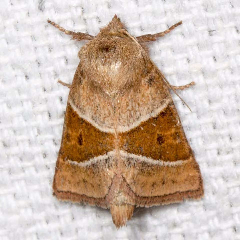 Fingered Lemmeria Moth, Adulte
