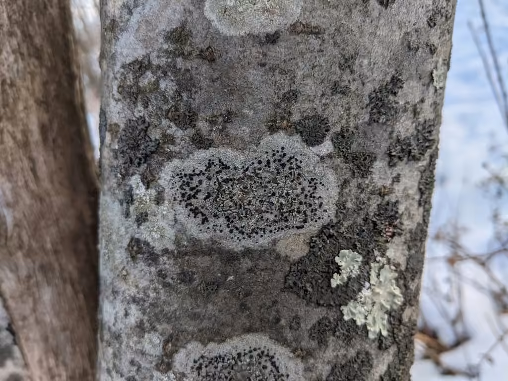 Common Button Lichen, photo 3 of 5