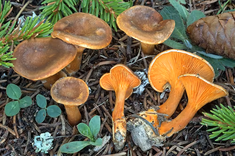 Clitocybe roux, photo 2 sur 5