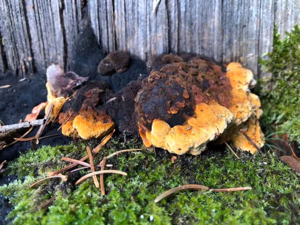 Polypore anisé, photo 3 sur 5