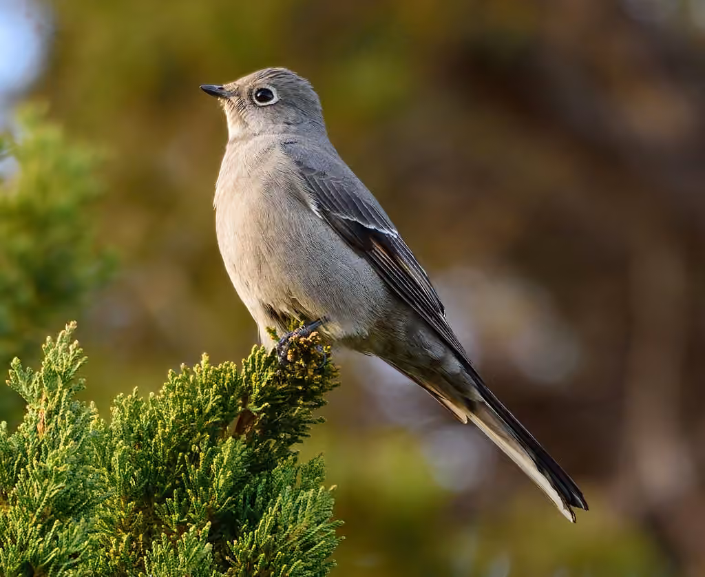 Townsend's Solitaire, photo 1 of 5