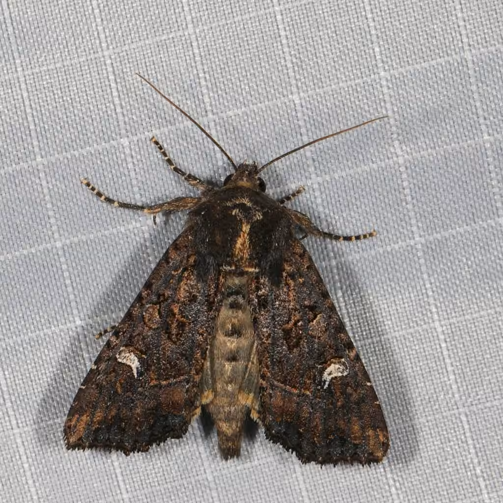 Kidney-spotted Rustic Moth, Adult