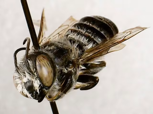 Mégachile du Texas, Mâle