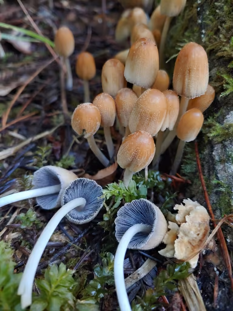 Coprin micacé