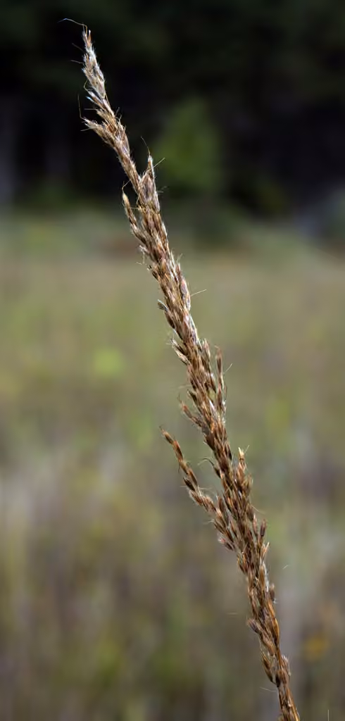 Yellow indian-grass, In fruit