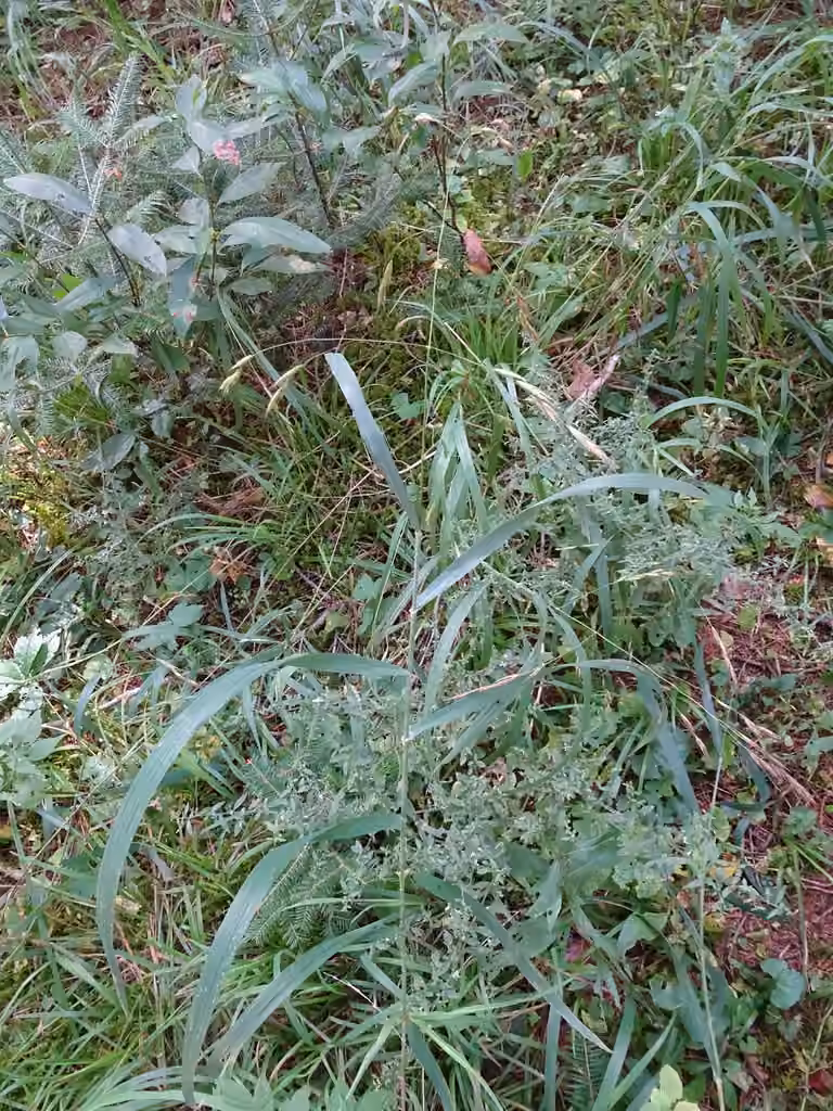 Broad-glumed brome, In fruit