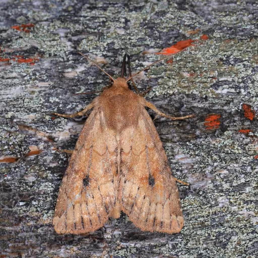 Lined Quaker, Adulte