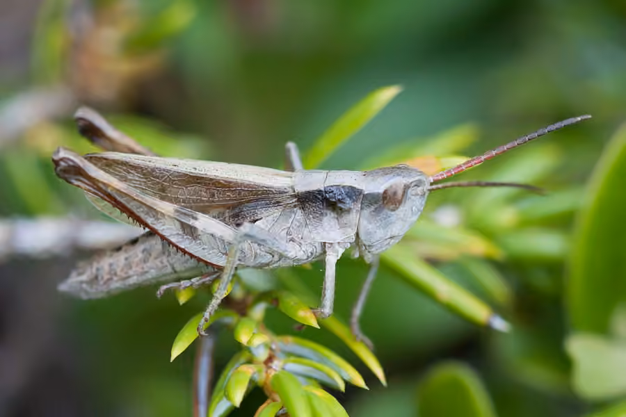 Rocky Mountain Sprinkled Locust, photo 1 of 5