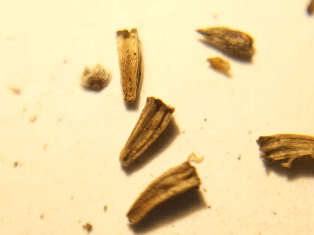 Cardère des bois, En fruits