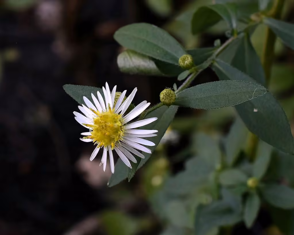 Aster d'Ontario, photo 3 sur 5