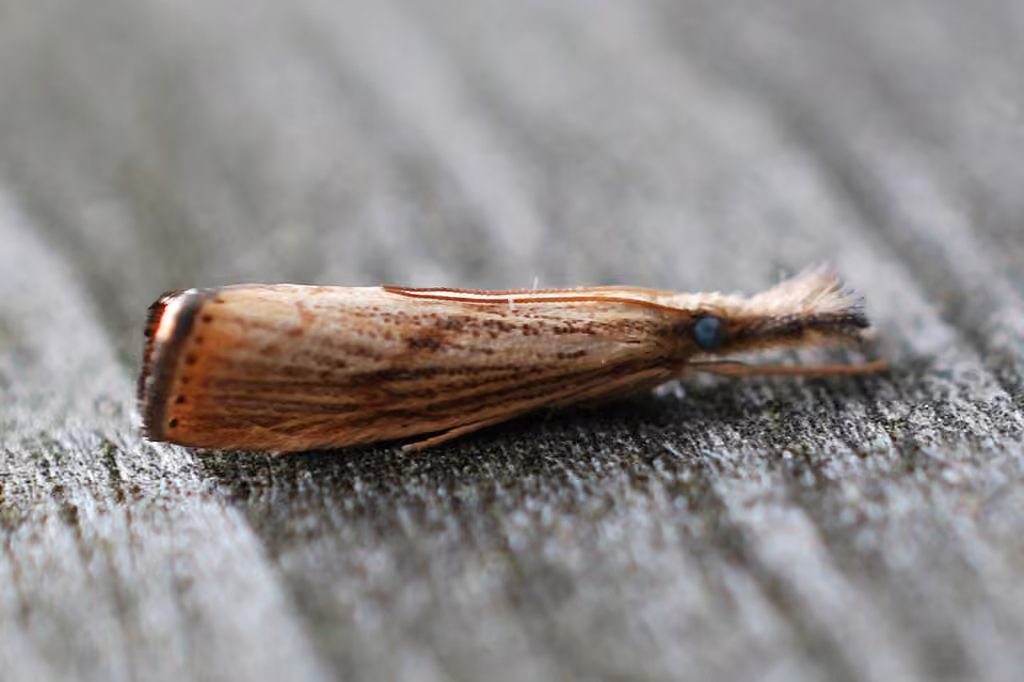 Lesser Vagabond Sod Webworm Moth, photo 1 of 5