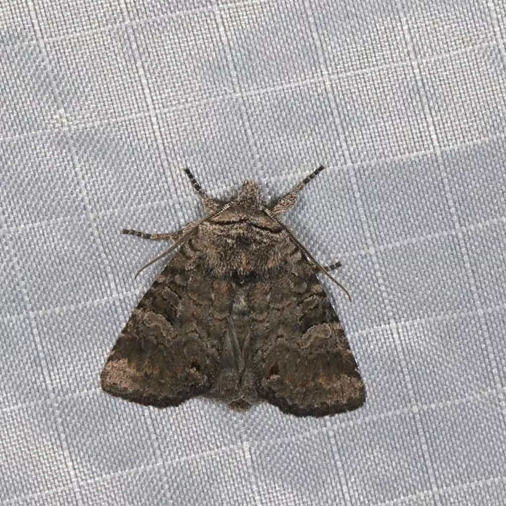 Mouse-gray Sallow, Adulte