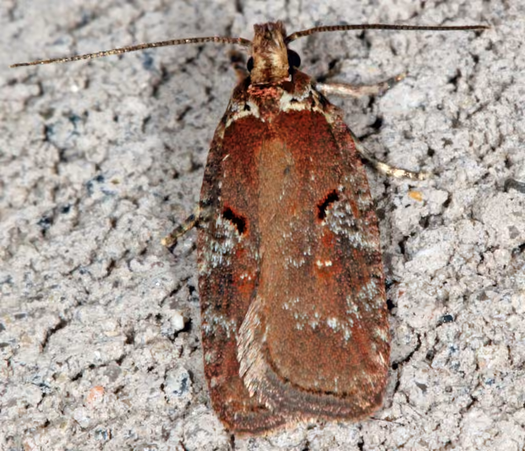 Agonopterix lythrella, Adult