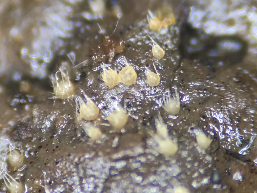 Lasiobolus intermedius, photo 3 of 3