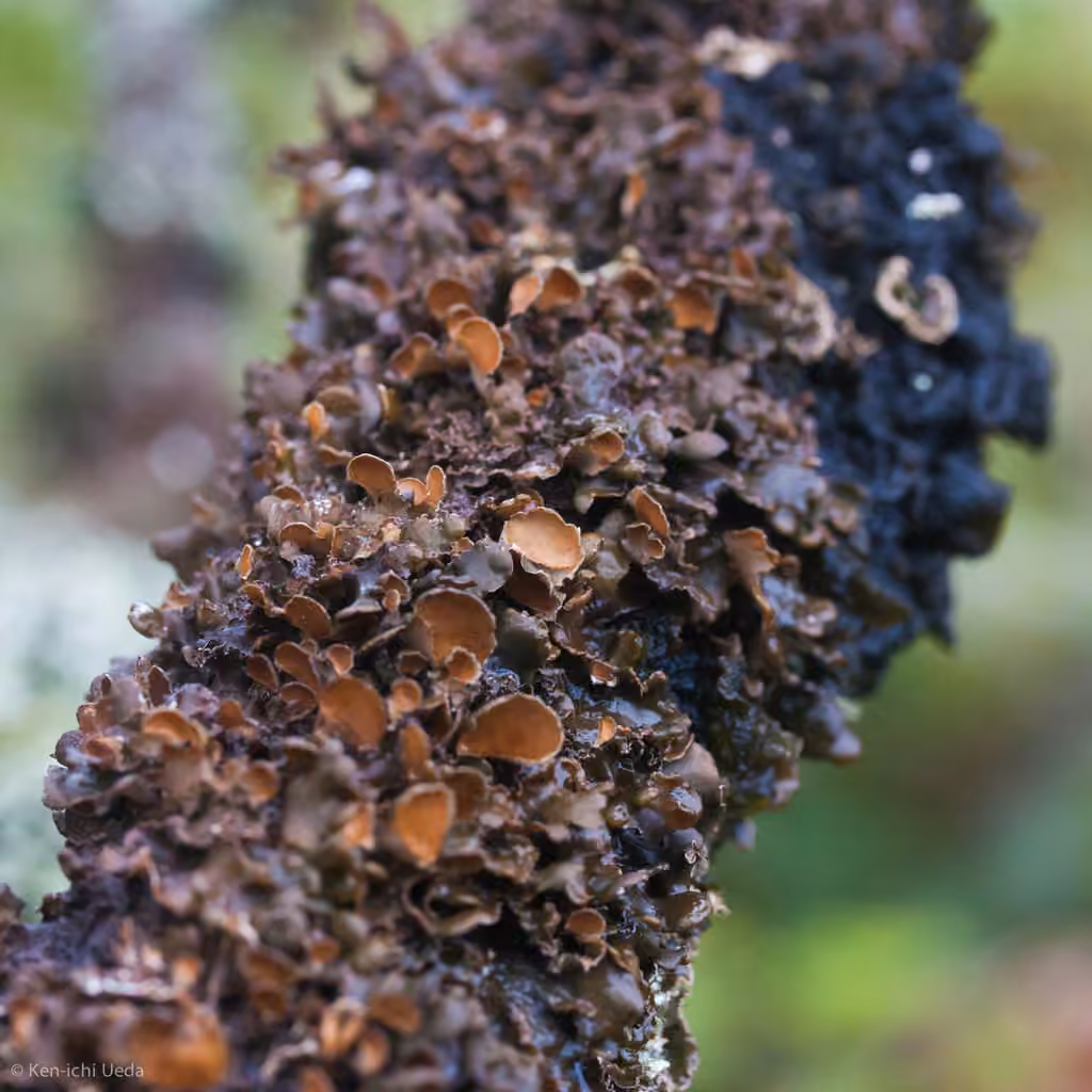 Fringed Kidney Lichen, photo 2 of 5