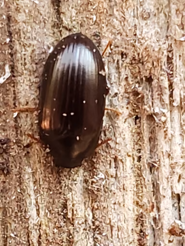 Philadelphia Darkling Beetle, photo 3 of 5