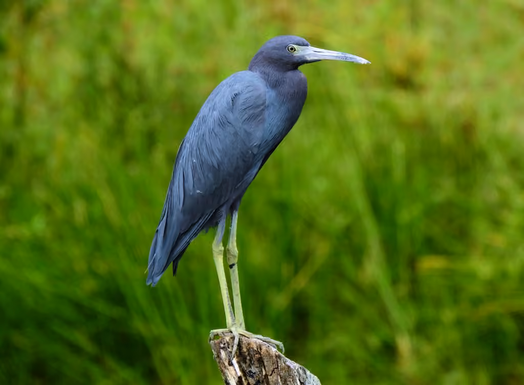 Aigrette bleue, photo 1 sur 5