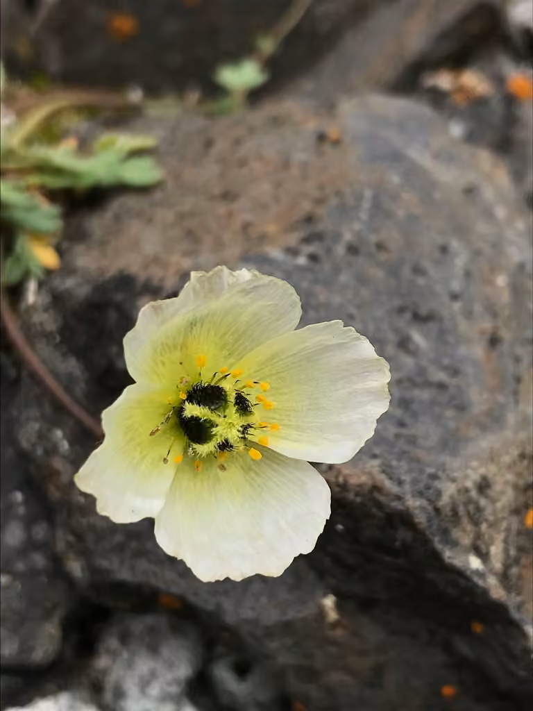 Pavot arctique, En fleurs
