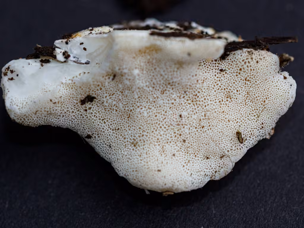 Polypore souris